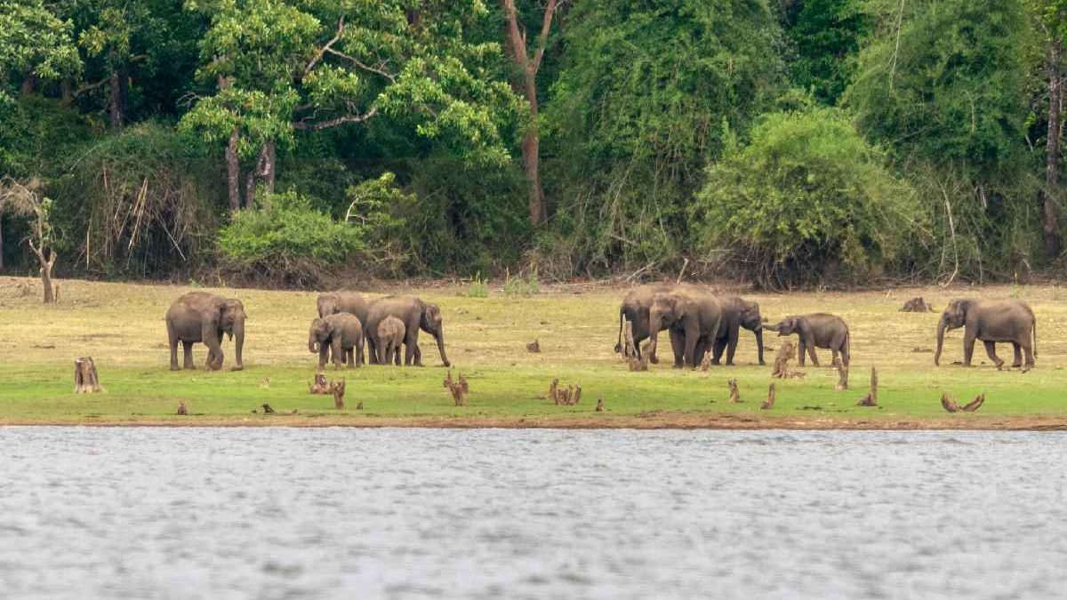 National Park Nairobi – The Complete Guide to Know